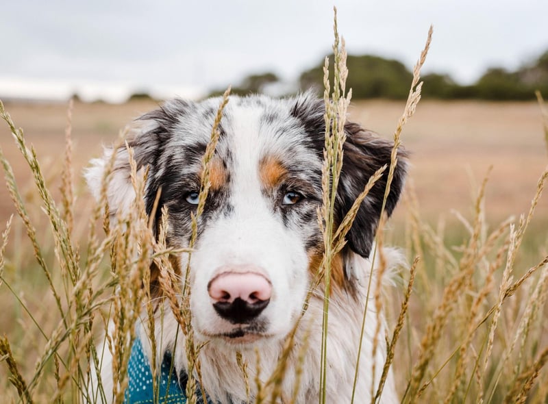 Starting with the easiest pups to housebreak and the gorgeous Australian Shepherd. A combination of intelligence and eagerness to please means this breed will quickly get to grips with popping outside.