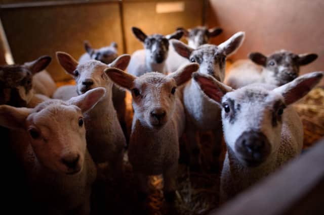 How many newborn lambs are kept away from prying eyes?