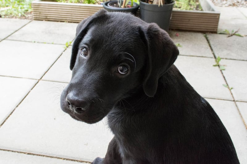 Labrador Retrievers are also predisposed to developing ear infections - often made worse by their love of swimming, with the resulting moisture allowing yeast and bacteria to thrive.