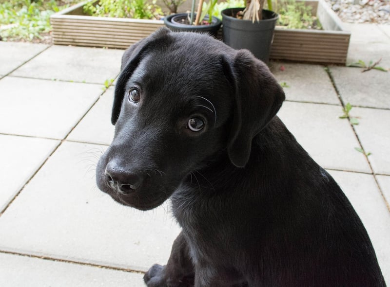 Labrador Retrievers are also predisposed to developing ear infections - often made worse by their love of swimming, with the resulting moisture allowing yeast and bacteria to thrive.