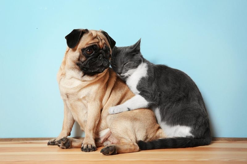 Pugs are incredibly loving to pretty much anybody they meet - human or feline. They hate being left alone so a feline playmate might be just the thing to manage their separation anxiety.