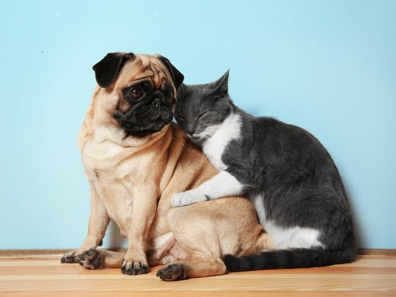Pugs are incredibly loving to pretty much anybody they meet - human or feline. They hate being left alone so a feline playmate might be just the thing to manage their separation anxiety.