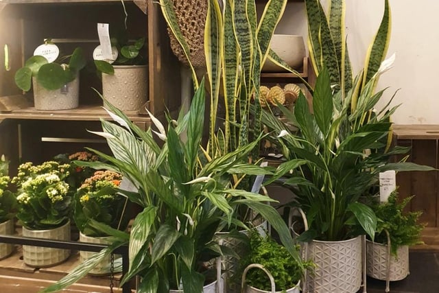 Snapdragon is a beloved local plant shop bursting with a variety of houseplants, flowers and accessories for green-fingered folks. With its affordable range of easy to care for plants such as parlour palms, string of hearts, chinese money plants and peace lilies, it has provides the essentials for starting your own indoor garden. The shop tucked away on Bruntsfield Place also offers plant enthusiasts an essential range of tools, with everything from watering cans and misters to organic fertiliser available to purchase. 

146 Bruntsfield Pl, Edinburgh EH10 4ER