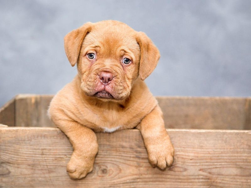 Leedi is the most popular male dog name in Estonia.