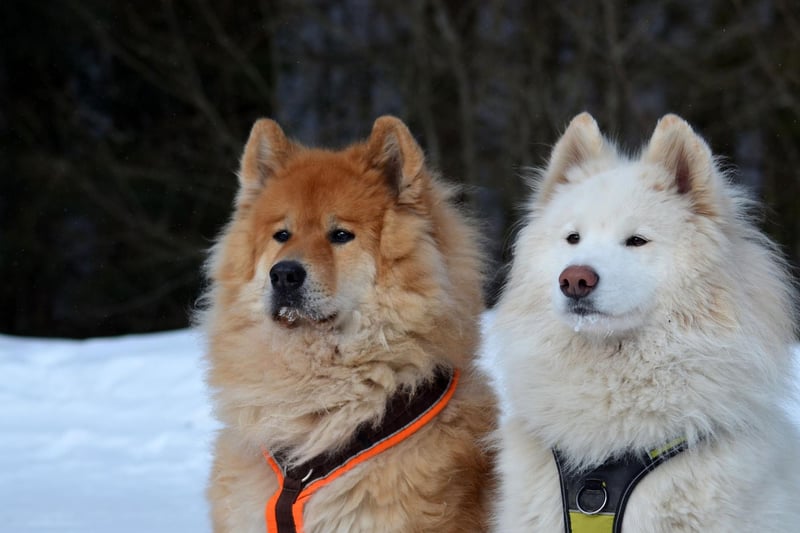 Unsurprisingly for a breed that comes from a part of the world where temperatures regularly drop to -40C, the Samoyed is used to the cold. They have a dense white coat to protect agains the elements and often sleep with their tail over their nose to cut down on heat loss.
