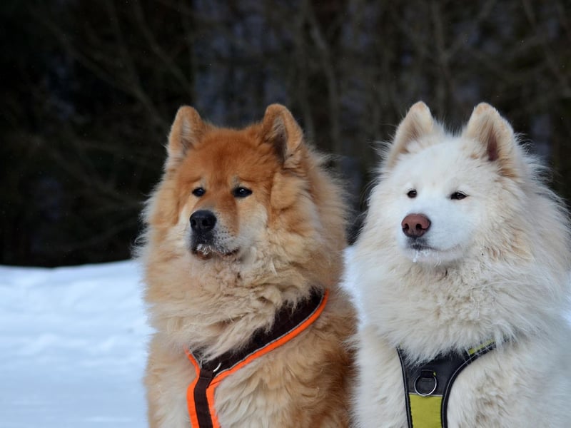 Unsurprisingly for a breed that comes from a part of the world where temperatures regularly drop to -40C, the Samoyed is used to the cold. They have a dense white coat to protect agains the elements and often sleep with their tail over their nose to cut down on heat loss.