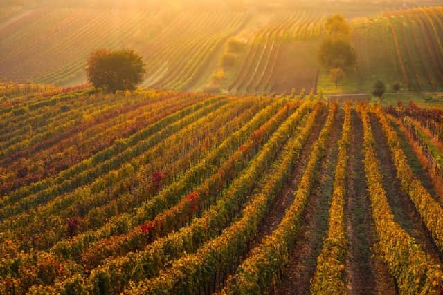 Fields in Tuscany, Italy