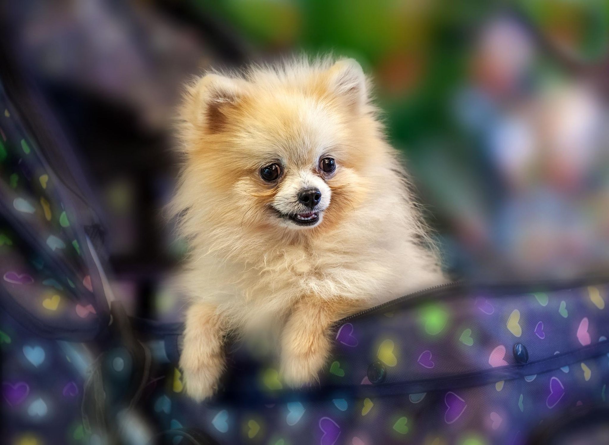 are 10 fun dog facts you should the adorable Pomeranian The Scotsman