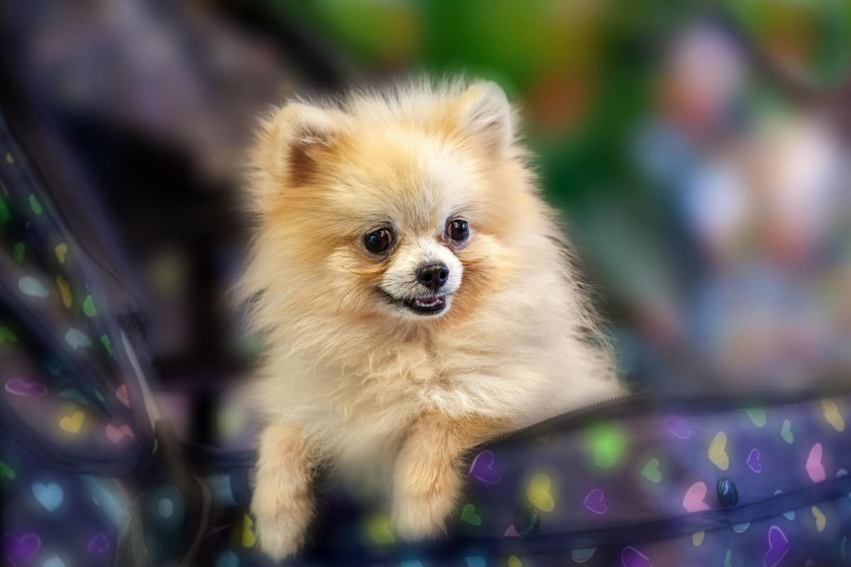 haai Relatief uitslag Pomeranian Facts: These are 10 interesting dog facts you should know about  the adorable Pomeranian 🐶 | The Scotsman