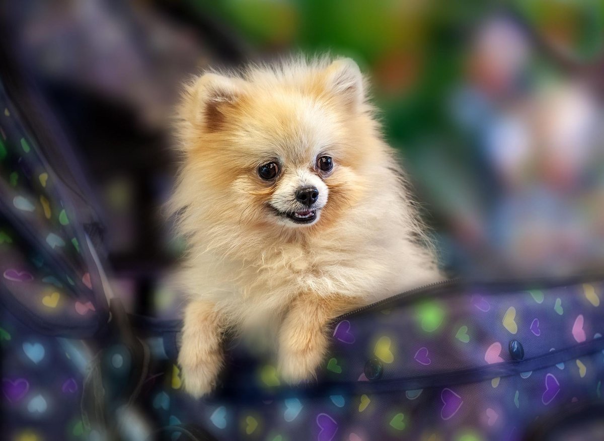 Pomeranian Facts: These are 10 of the most interesting dog facts ...