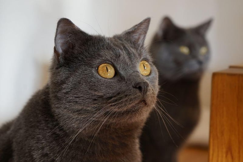 Quiet but active, this intelligent cat breed is one of the cleverest breeds on the planet and loves a good cat puzzle.
