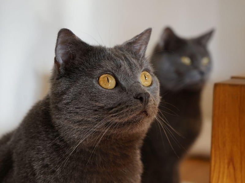 Quiet but active, this intelligent cat breed is one of the cleverest breeds on the planet and loves a good cat puzzle.