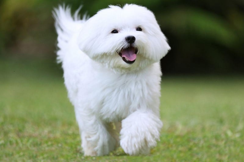 One of the smallest breeds, Maltese may be tiny but they are also one of the most empathetic pets and are often used as therapy dogs. They need very little outdoor exercise and even giving them their daily brush can be fairly therapeutic and relaxing
