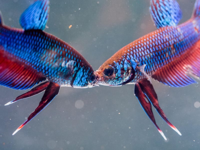 Siamese Fighting Fish have been highly-prized creatres for well over a century due to their colourful and ornate flowing fins. As their name makes clear though, they can be aggressive and shouldn't be placed in a tank with other large-finned fish, while two males in close confines may well fight to the death. They tend to do best in tanks with smaller fish that gather in shoals - such as Tetras.
