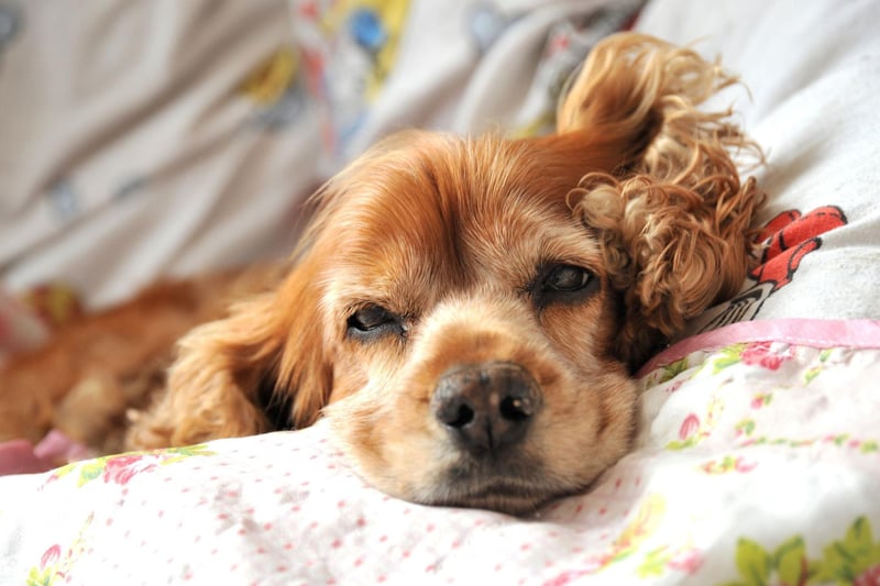 Itchy ears and feet are the most common symptoms of allergies in the Cocker Spaniel. They can be caused by the wrong kind of food and inhaling allergens like pollen and sand.