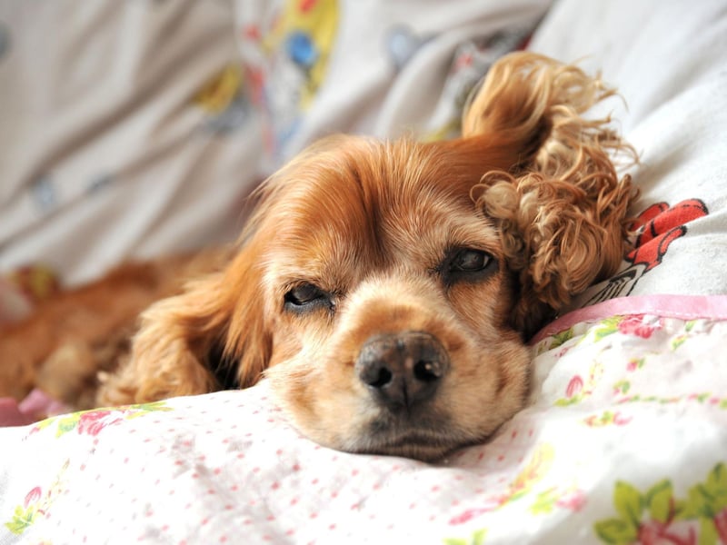 Itchy ears and feet are the most common symptoms of allergies in the Cocker Spaniel. They can be caused by the wrong kind of food and inhaling allergens like pollen and sand.