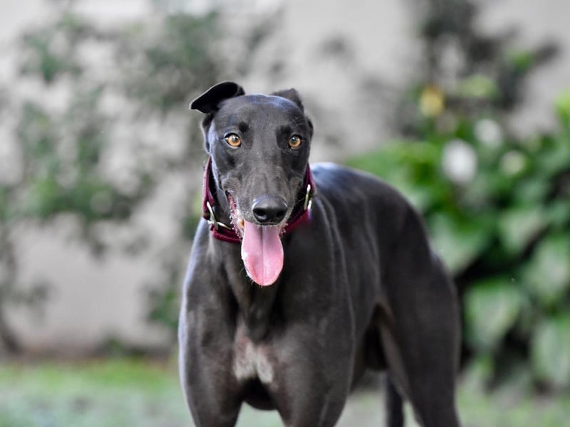 You might think that the lightning-quick Greyhound (and their smaller cousin the Italian Greyhound) would need a country mansion to have adequate space - but you'd be wrong. Just as long as you are within walking distance of an enclosed park where they can expend energy once a day, they'll be happy to nap for most of the rest of the time. Their relaxed nature also means that they are the perfect dog to accompany you to the pub.