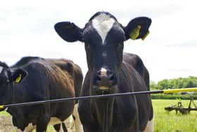 Electric fence barrier