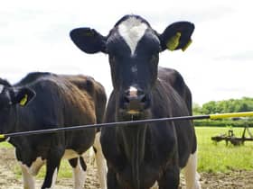Electric fence barrier