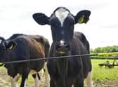 Electric fence barrier