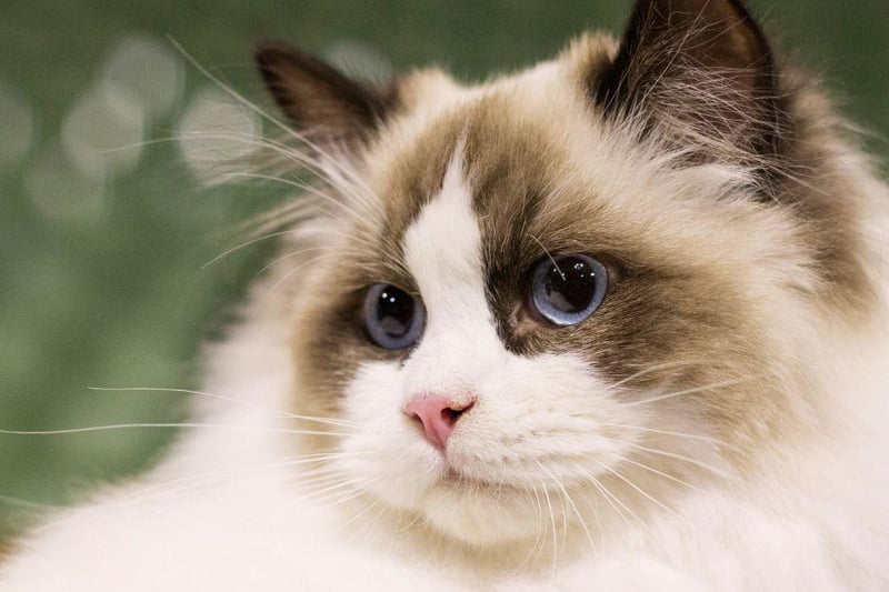 Low maintenance and loving, the Ragdoll breed of cat are know to follow humans from room to room.