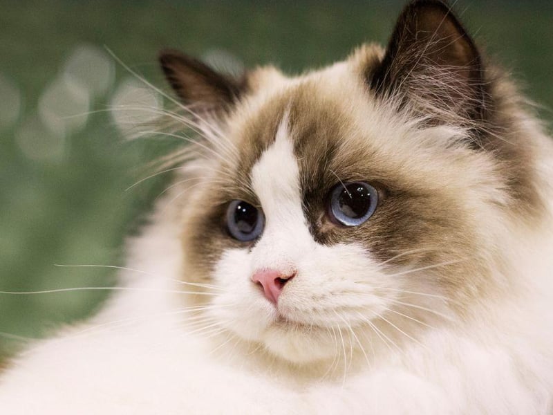 Low maintenance and loving, the Ragdoll breed of cat are know to follow humans from room to room.