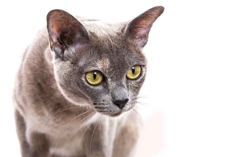 The Burmese cat breed is a great choice for families with children, or cat-friendly dogs. The Burmese cat loves to act as playmates with children for a lifetime.