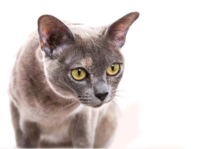 The Burmese cat breed is a great choice for families with children, or cat-friendly dogs. The Burmese cat loves to act as playmates with children for a lifetime.