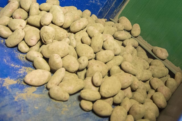 Bexit has hit the potato industry