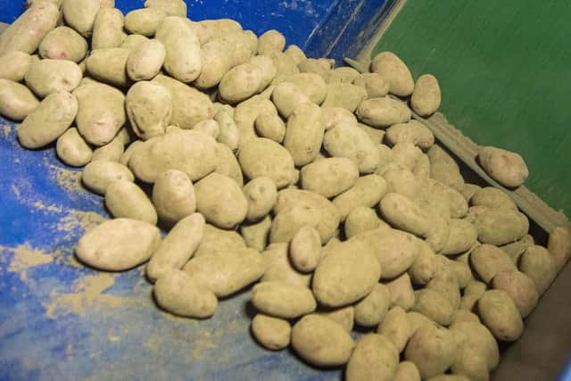 Bexit has hit the potato industry