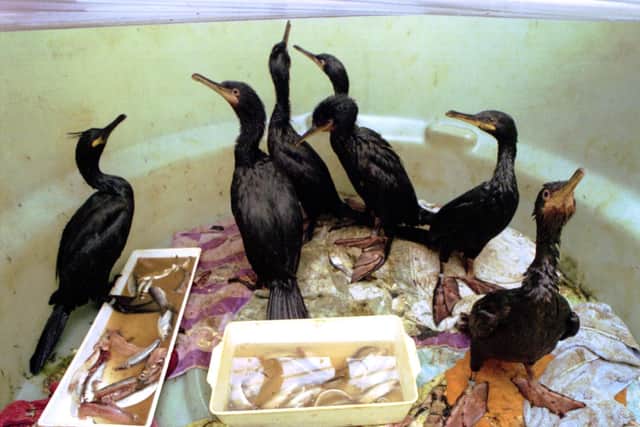 Shags and thousands of other oiled seabirds were taken to Inverkeithing SSPCA in an attempt to clean them (Picture: Allan Milligan)