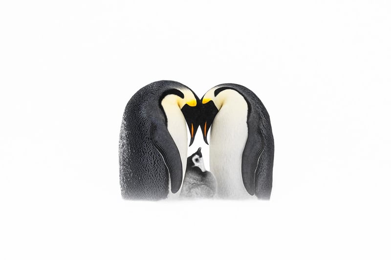 PARENTING GOALS
Emperor Penguin Aptenodytes forsteri. Antarctica. Thomas Vijayan, Canada. Category: Best Portrait. SILVER AWARD WINNER.
Before capturing this image, I spent two days observing these penguins, lying flat on the ice to avoid scaring them. Waiting for the chick to appear, I finally got this touching shot of parental love. I trekked eight hours a day on soft snow to reach this colony and even made friends with some penguins.
Canon EOS R3 with Canon 100–500mm f/4.5–7.1 lens. 472mm; 1/1,600s; f/7.1; ISO 125