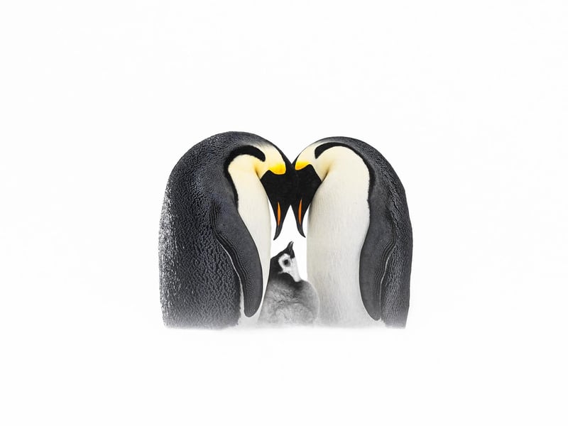 PARENTING GOALS
Emperor Penguin Aptenodytes forsteri. Antarctica. Thomas Vijayan, Canada. Category: Best Portrait. SILVER AWARD WINNER.
Before capturing this image, I spent two days observing these penguins, lying flat on the ice to avoid scaring them. Waiting for the chick to appear, I finally got this touching shot of parental love. I trekked eight hours a day on soft snow to reach this colony and even made friends with some penguins.
Canon EOS R3 with Canon 100–500mm f/4.5–7.1 lens. 472mm; 1/1,600s; f/7.1; ISO 125
