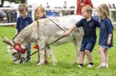 Four year-old pupils from Apple Tree Nursery in Argyll & Bute, Brogan Laurie, Neil George-McKirdy, Zander Simpson and Ava Wilson, travelled by boat and bus to present Miniature Mediterranean Donkey, Doris, with her First place rosette. After receiving a £400 donation from the Argyll & Bute Agricultural Committee, the pupils formed their own agricultural committee and decided to use the money to attend the Royal Highland Show. (Pic: Ian Georgeson)