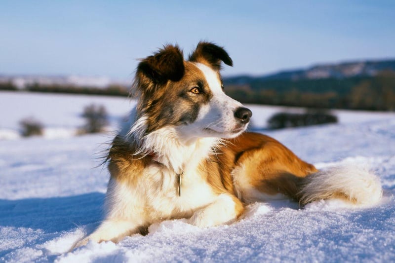 Largely replaced by the Border Collie over the course of the 20th century, renewed efforts have been made to maintain the Welsh Sheepdog as a distinct variety.