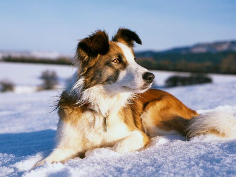 Largely replaced by the Border Collie over the course of the 20th century, renewed efforts have been made to maintain the Welsh Sheepdog as a distinct variety.