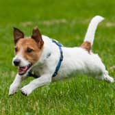Some dogs are born to run, while others would rather take their time.