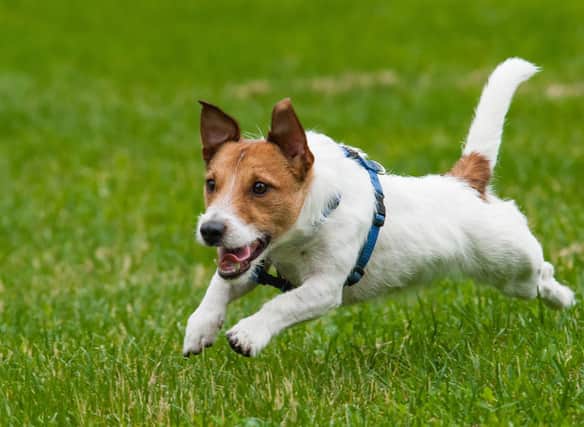 Some dogs are born to run, while others would rather take their time.