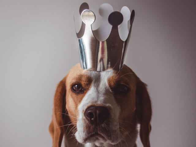 When Princess Beatrice, the eldest daughter of the Duke and Duchess of York, was born she was fifth in line to the throne. She's now tenth, but comes one place better when it comes to most popular royal dog names.