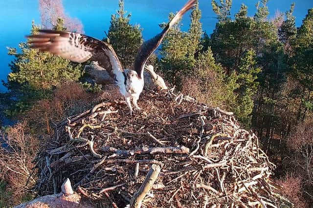 The male osprey LM12, affectionately known as Laddie, has returned to Perthshire's Loch of the Lowes nature reserve for the tenth year in a row