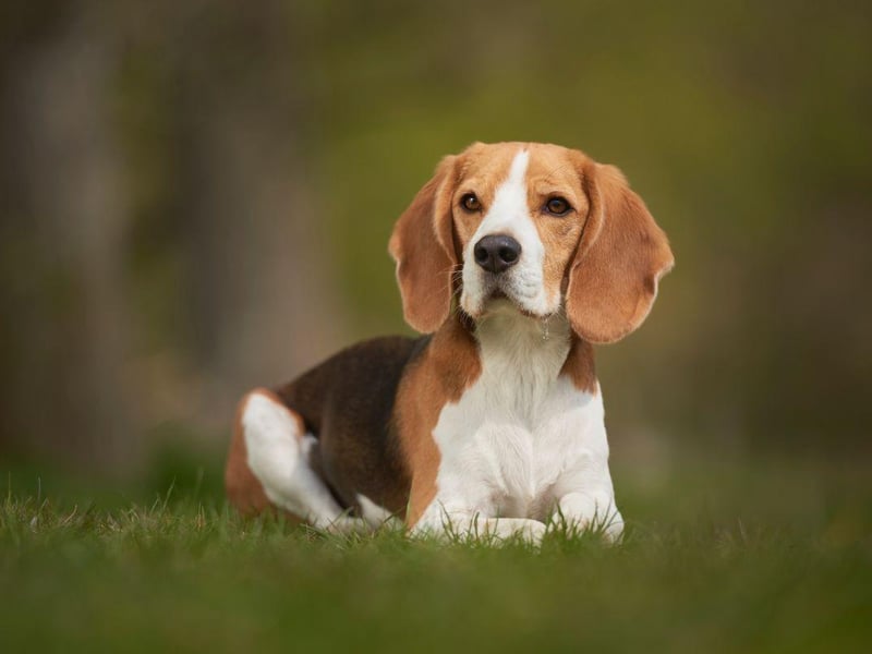 The Beagle is famously a pack dog - used to hunt alongside numerous dogs. This mean that they are happiest sharing a house with at least one other pup.