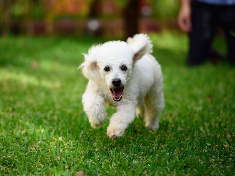 For city dwellers, Poodles are a perfect hypoallergenic breed suitable for apartment living as well as a daily run. They have plenty of energy, intelligence, and obedience, making them an ideal running companion.
