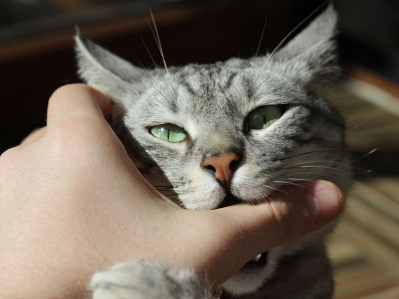 They do say love hurts - but this one is more like a pinch. Kittens and cats often show affection by play - which includes biting. For the owners, these sharp teeth can hurt, but try not to react badly, as your cat could become confused, try and avert the attention elsewhere instead.