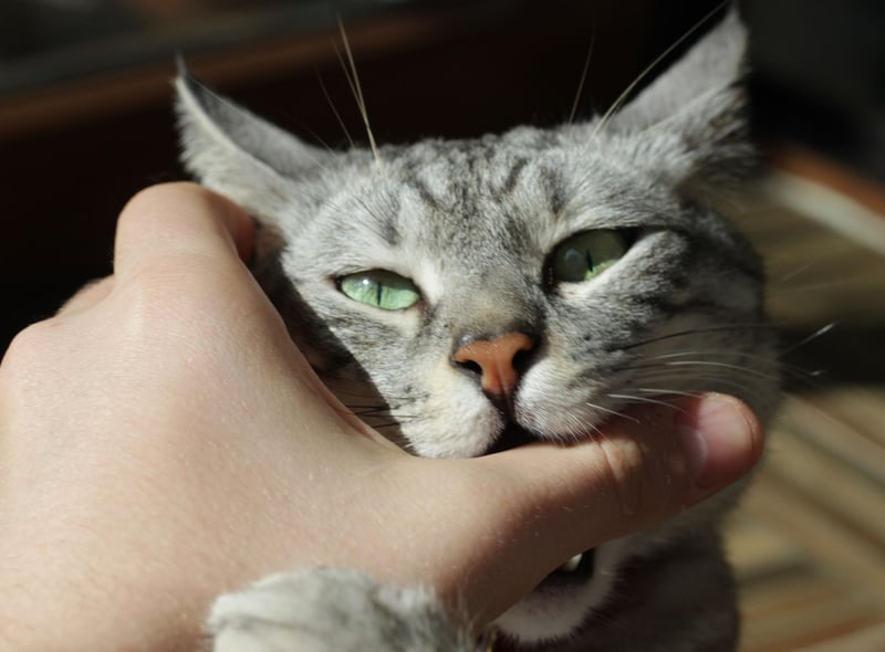 They do say love hurts - but this one is more like a pinch. Kittens and cats often show affection by play - which includes biting. For the owners, these sharp teeth can hurt, but try not to react badly, as your cat could become confused, try and avert the attention elsewhere instead.