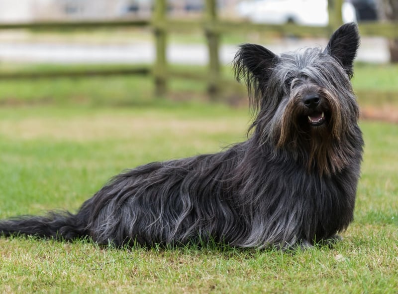 The Skye Terrier breed found fame with Greayfriar's Bobby, the wee Edinburgh dog who refused to leave his master's grave. Despite this, they are the dog second most at risk of extinction, with just 36 registered in 2020 after a slight resurgence in the previous two years.
