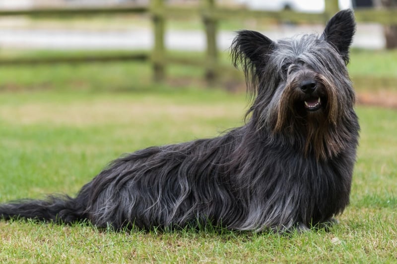 The Skye Terrier breed found fame with Greayfriar's Bobby, the wee Edinburgh dog who refused to leave his master's grave. Despite this, they are the dog second most at risk of extinction, with just 36 registered in 2020 after a slight resurgence in the previous two years.