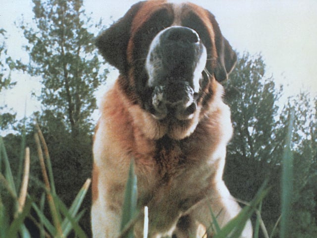 Cujo is a classic horror film based on Stephen King's 1981 novel of the same name.