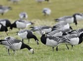 Avian flu has decimated world population of Svalbard barnacle geese, which spend winter on the Solway coast. Picture: Lorne Gill/NatureScot