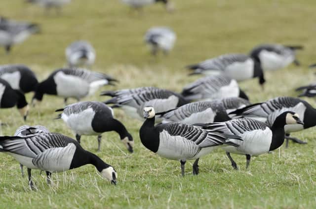 Avian flu has decimated world population of Svalbard barnacle geese, which spend winter on the Solway coast. Picture: Lorne Gill/NatureScot