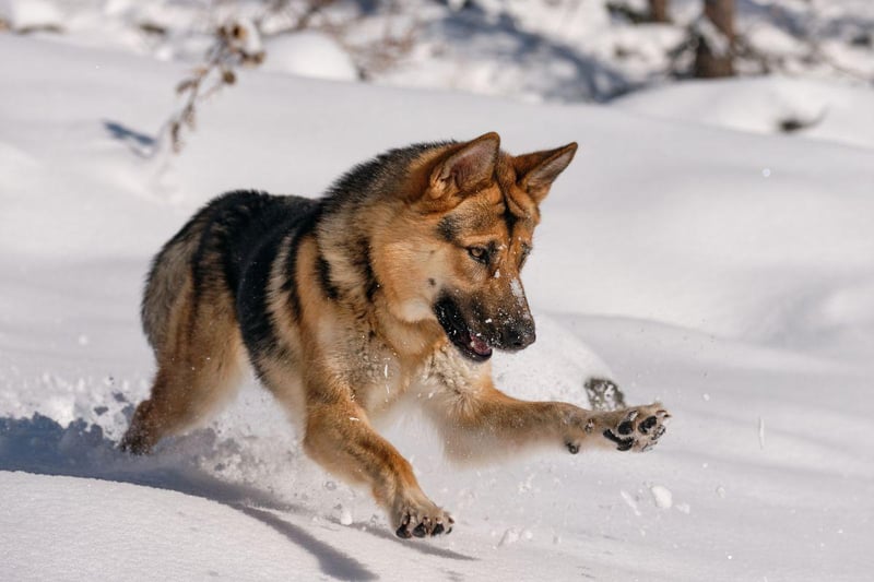 One of the most useful dogs on the planet, there's very little the German Shepherd isn't good at. They have a thick double cold that protects them from the cold - perfect for their multiple roles as police dogs, army dogs, guard dogs, and search and rescue dogs.